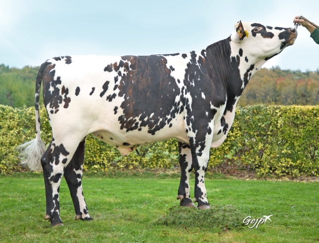 DOSE TAUREAU RINGMAN - NFR7252131288 - 5697297