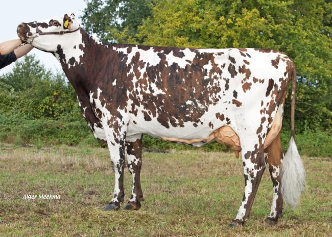 DOSE TAUREAU RINGMAN - NFR7252131288 - 5697297
