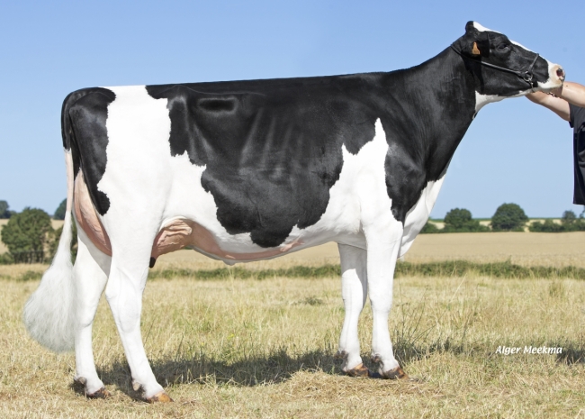 DOSE TAUREAU ORFAYE - NFR7253843060 - 6694033