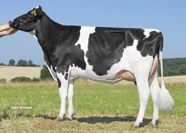 DOSE TAUREAU REGLYS - NFR7253843284 - 6696288