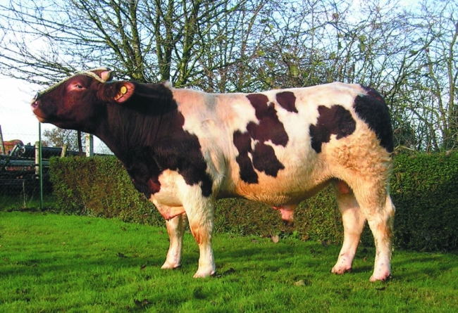 DOSE TAUREAU COUCOU - NFR7256660471 - 4175377