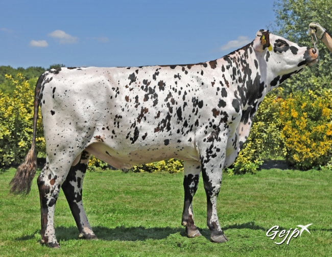 DOSE TAUREAU OSTENDAL - NFR7257272457 - 5694913
