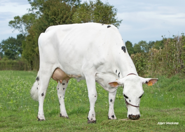 DOSE TAUREAU OSTENDAL - NFR7257272457 - 5694913