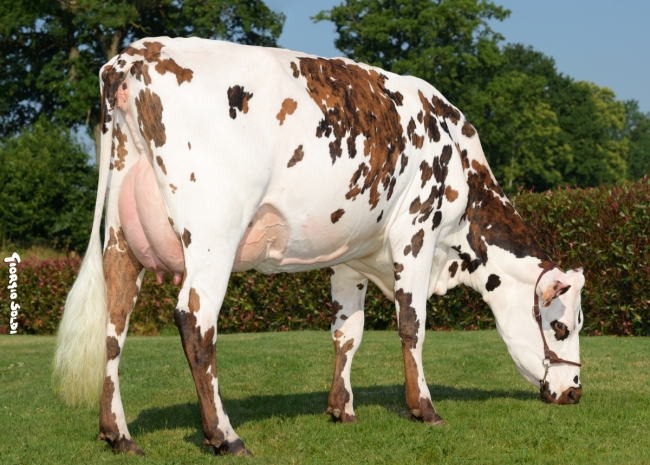 DOSE TAUREAU OSTENDAL - NFR7257272457 - 5694913