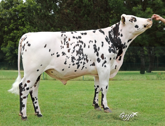 DOSE TAUREAU PRODIGE - NFR7257272479 - 5695453