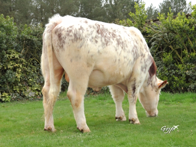 DOSE TAUREAU HINDOU - NFR7257407889 - 8885373