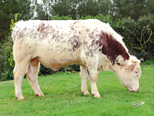 DOSE TAUREAU HINDOU - NFR7257407889 - 8885373