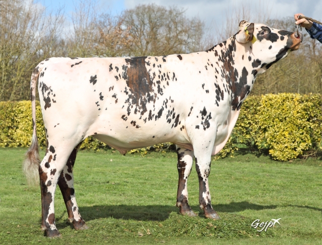 DOSE TAUREAU SEYCHELLES - NFR7261181992 - 56A0385