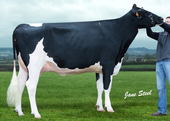 DOSE TAUREAU NEIL PP RF - NFR7262955840 - 6692815