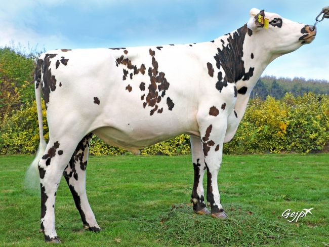 DOSE TAUREAU NACRE - NFR7275301218 - 5692914