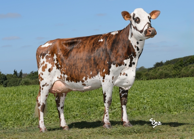 DOSE TAUREAU NACRE - NFR7275301218 - 5692914