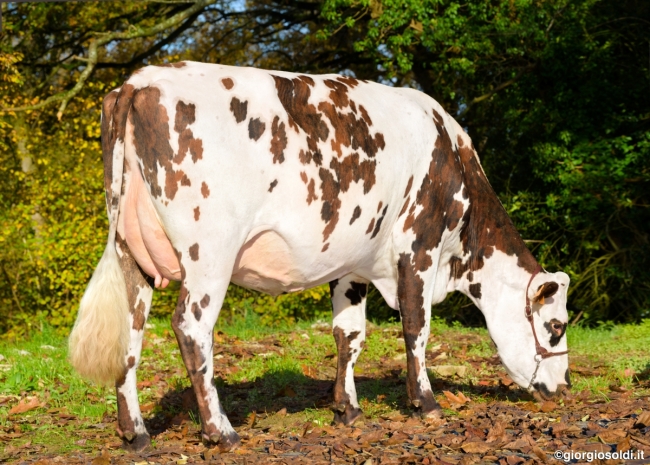 DOSE TAUREAU NACRE - NFR7275301218 - 5692914
