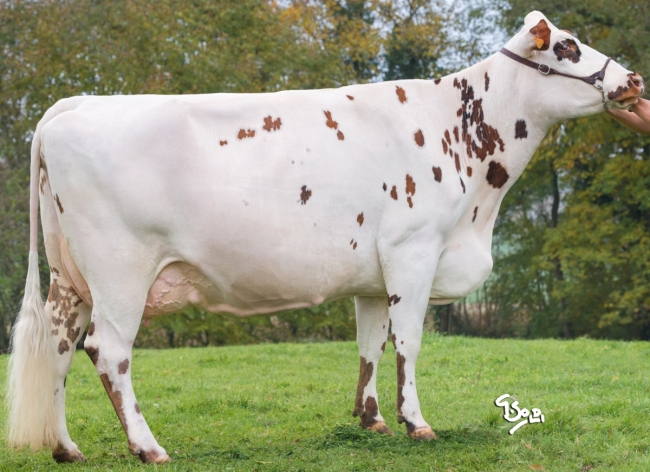 DOSE TAUREAU NACRE - NFR7275301218 - 5692914