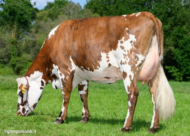 DOSE FERTIMAX REQUIEM - FFR7275301418 - 5696600
