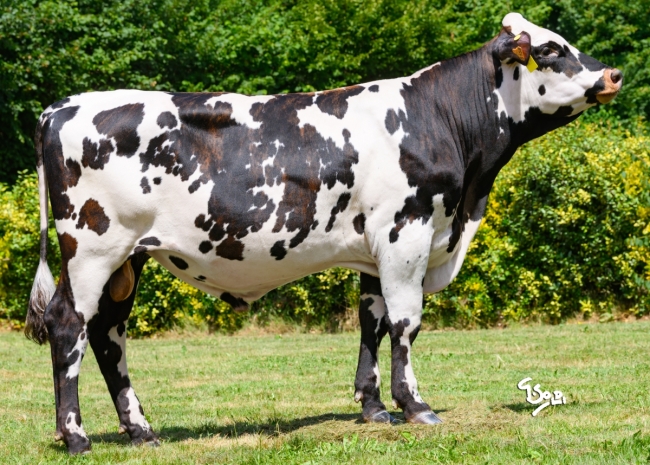 DOSE SEXE 2M 90 F VOLNAY - XFR7277556158 - 56A3797