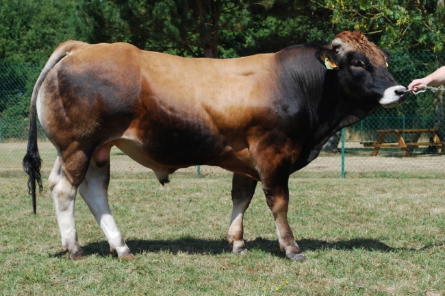 DOSE TAUREAU JUSCOBOU - NFR7912691168 - 7187572