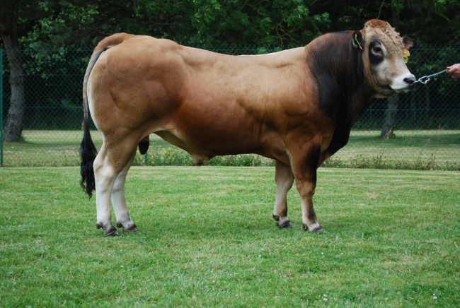 DOSE TAUREAU JAKADI - NFR7912691224 - 7188515