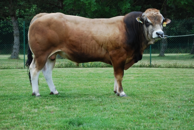 DOSE TAUREAU JINOV - NFR7913952274 - 7188516