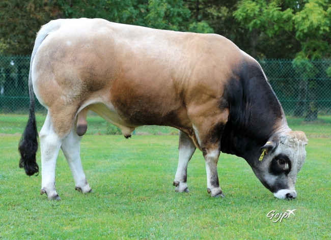 DOSE TAUREAU TARENTINO - NFR7913953477 - 71A2456