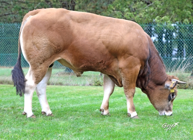 DOSE TAUREAU SALTO XT - NFR7918931809 - 71A0707