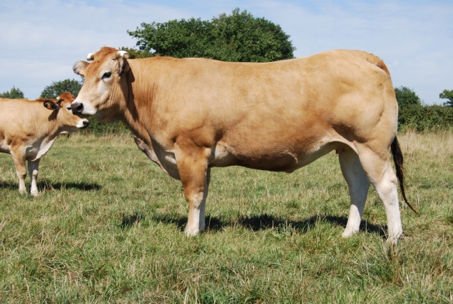 DOSE TAUREAU AIOLI - NFR7922400384 - 7171081