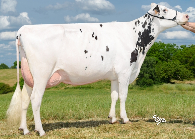 DOSE TAUREAU TIDJO - NFR7923161793 - 66A0744