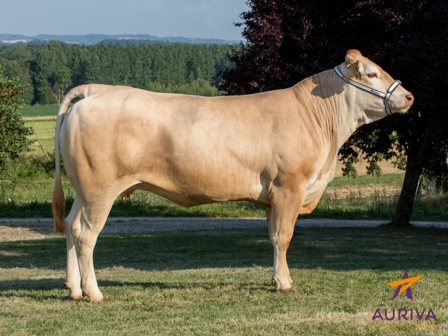 DOSE TAUREAU HELLO - NFR7934931561 - 7984451