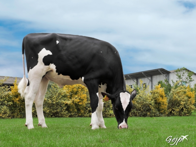 DOSE TAUREAU NEWSTAR - NFR7954021108 - 6691948