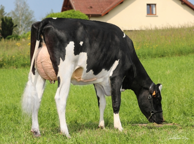 DOSE TAUREAU NEWSTAR - NFR7954021108 - 6691948