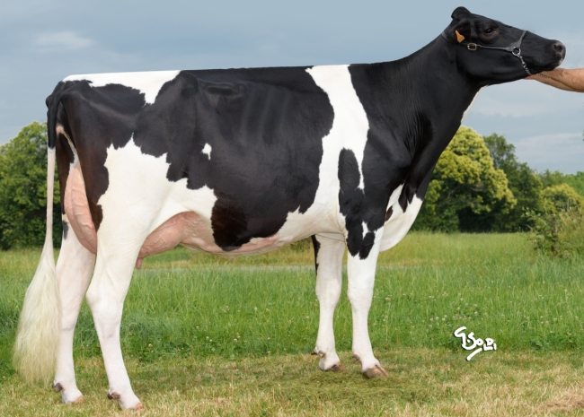 DOSE TAUREAU NEWSTAR - NFR7954021108 - 6691948
