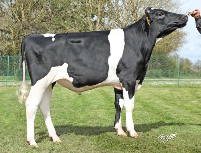 DOSE TAUREAU UROUET P - NFR7954101413 - 66A1742