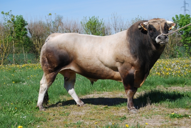DOSE TAUREAU DAX - NFR7967910966 - 7177311