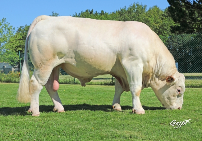DOSE TAUREAU ORIFLAM PP - NFR8069467335 - 3895925