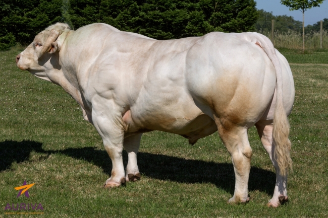 DOSE TAUREAU FRANKY - NFR8128401071 - 9581832