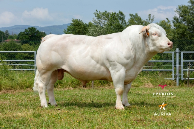 DOSE TAUREAU RESCOU - NFR8160111143 - 9598594