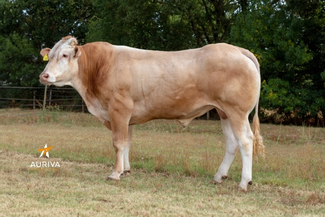 DOSE TAUREAU STEWBALL - NFR8220211210 - 79A1557