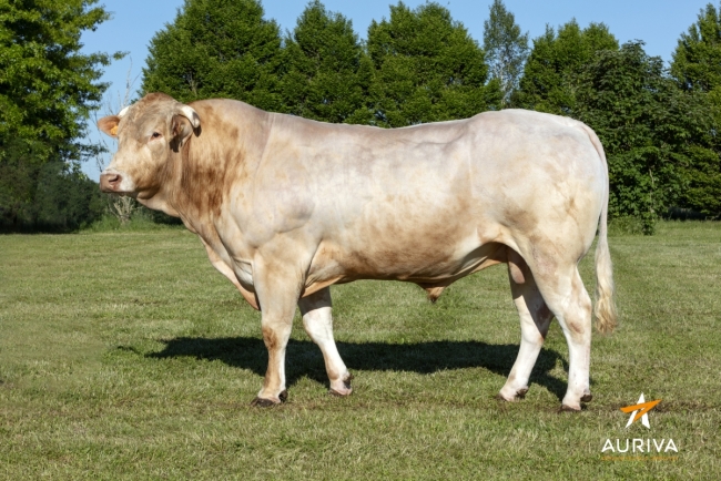 DOSE TAUREAU LATINO - NFR8564824755 - 7990676