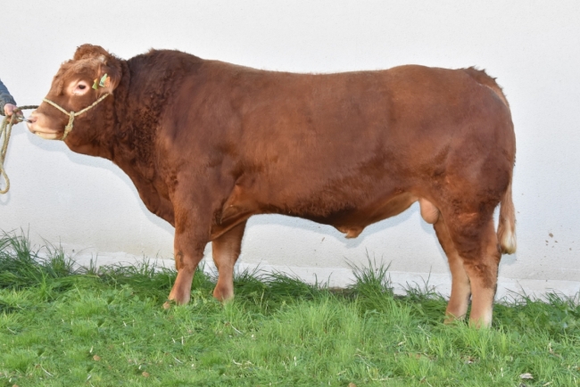 DOSE TAUREAU JOVIEN - NFR8749840892 - 3489639