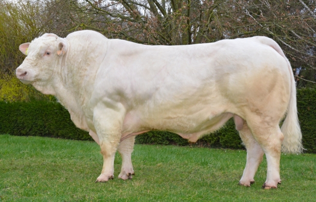 DOSE TAUREAU MAGIQUE - NFR8843788346 - 3892612
