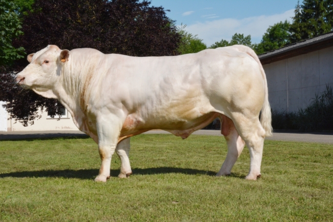 DOSE TAUREAU MAGIQUE - NFR8843788346 - 3892612