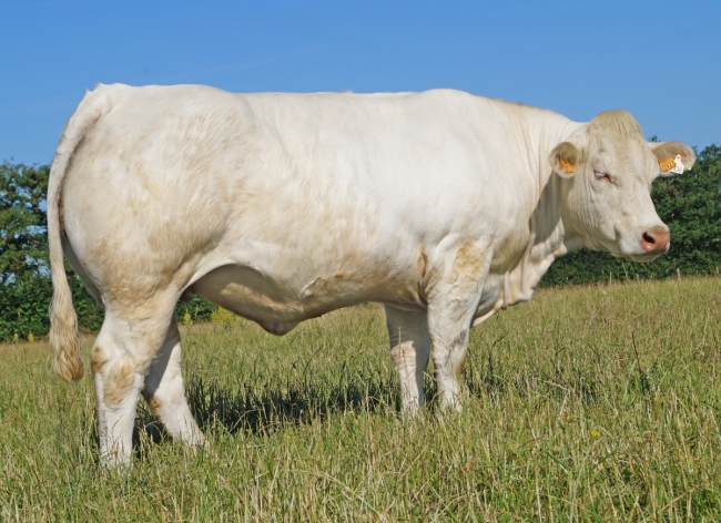 DOSE TAUREAU MAGIQUE - NFR8843788346 - 3892612