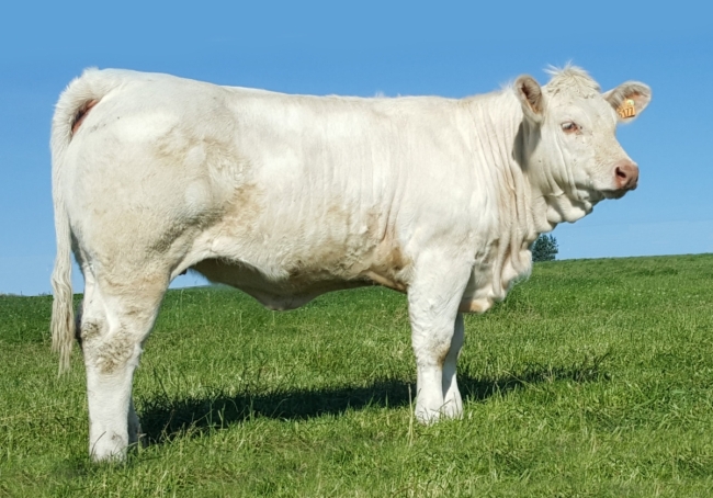 DOSE TAUREAU MAGIQUE - NFR8843788346 - 3892612