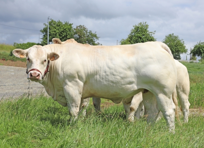 DOSE TAUREAU MAGIQUE - NFR8843788346 - 3892612