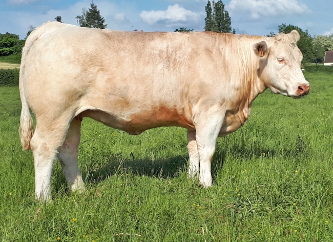 DOSE TAUREAU MAGIQUE - NFR8843788346 - 3892612