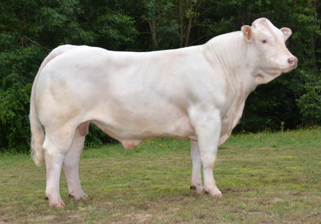DOSE TAUREAU ORMONT - NFR8844129738 - 3895926