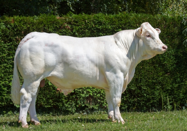 DOSE TAUREAU ORMONT - NFR8844129738 - 3895926