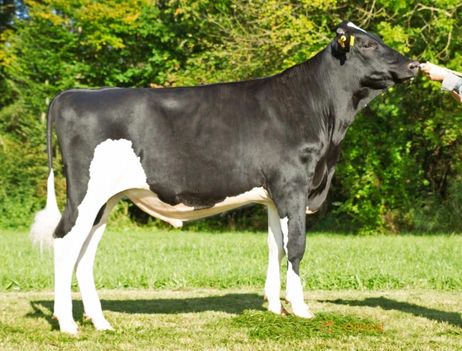 DOSE TAUREAU ROHIRIM - NFR8844319560 - 6697589