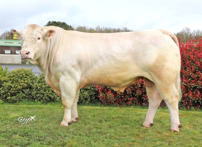 DOSE TAUREAU SOCRATE - NFR8907452357 - 38A1288
