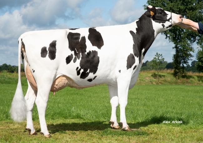 DOSE TAUREAU STING - NNL000750879220 - 66A3702