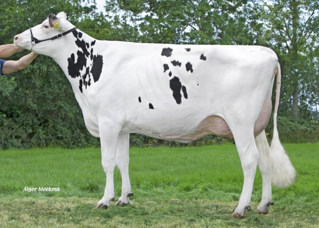 DOSE TAUREAU KP CARTER - NNL000765751337 - 6691731
